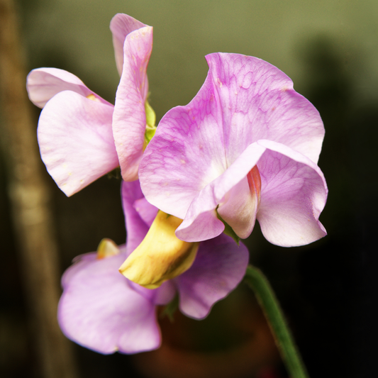 How to Grow Sweet Pea