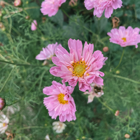 How to Grow Cosmos
