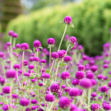 How to Grow Gomphrena