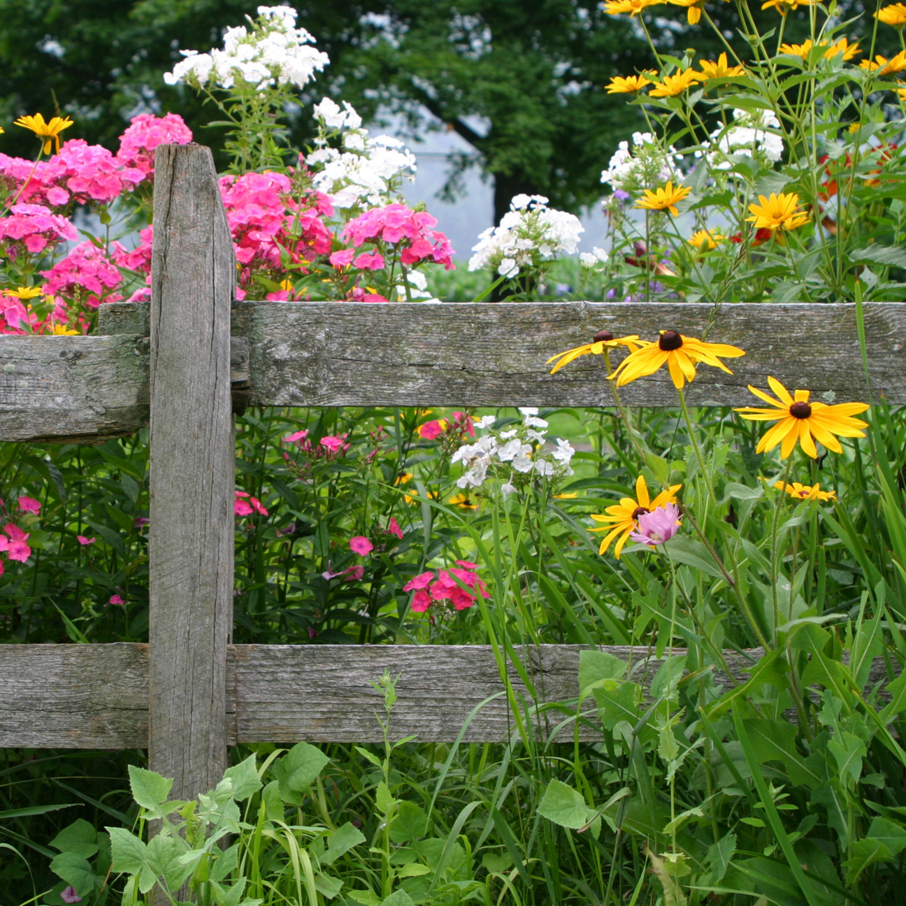 Seeds & Garden