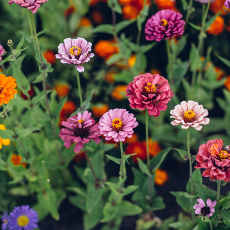 Flower Seeds