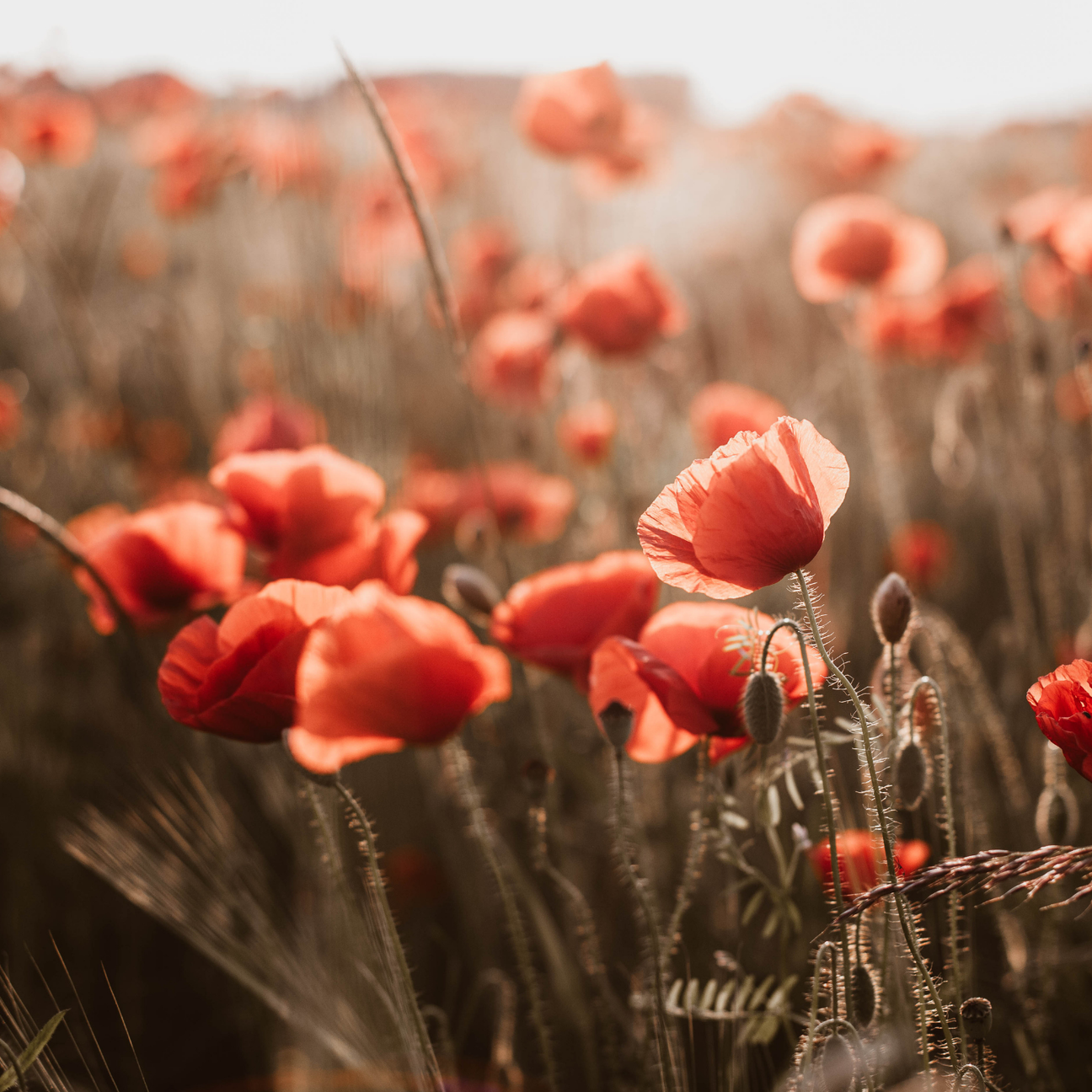 Poppy