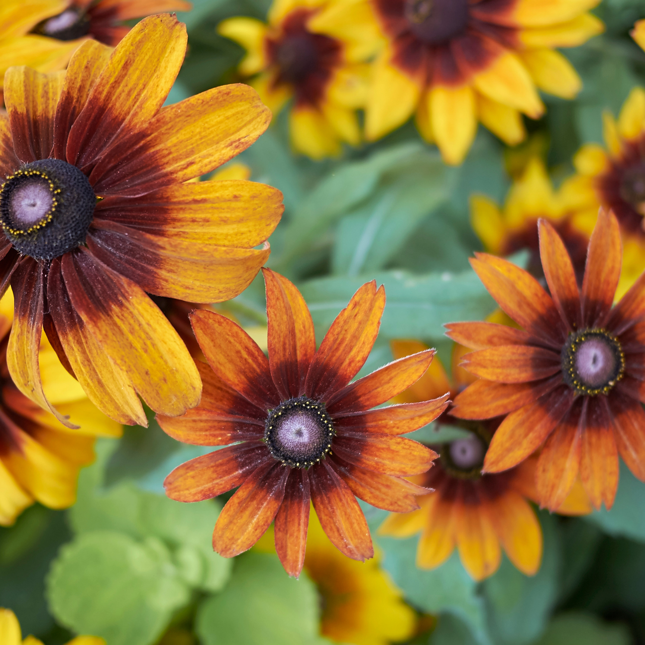 Rudbeckia