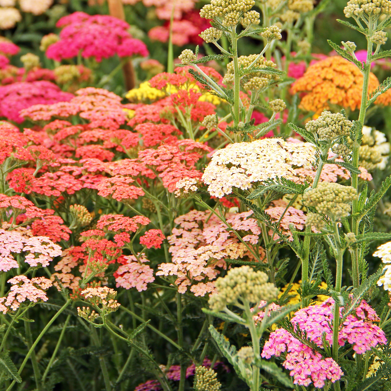 Yarrow