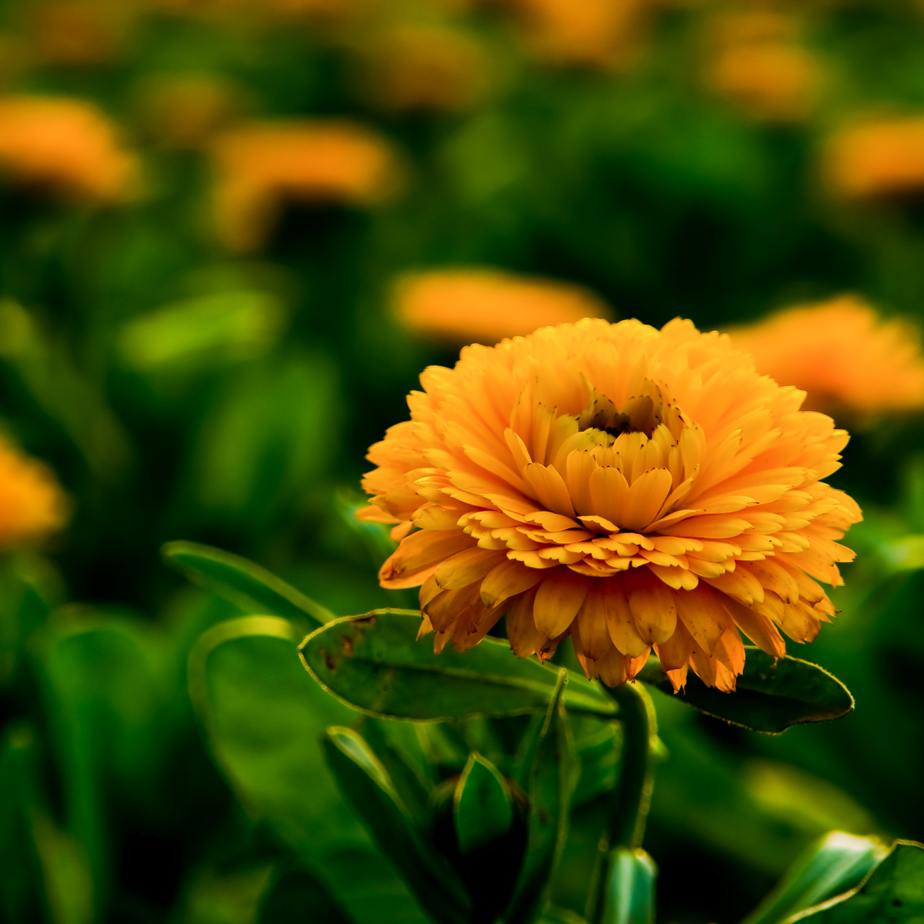 Calendula