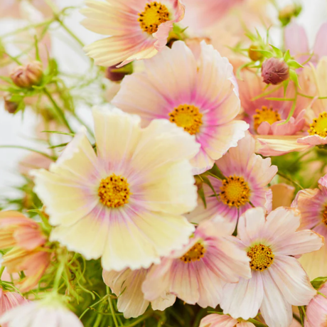 Cosmos