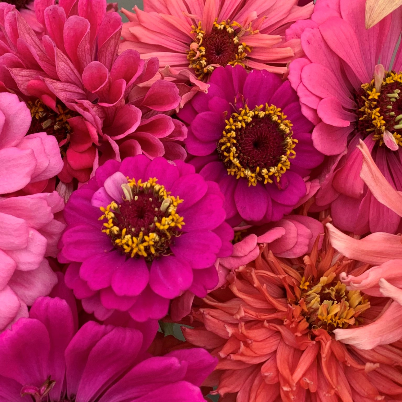 Zinnia