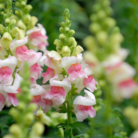 Snapdragon