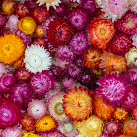 Strawflower