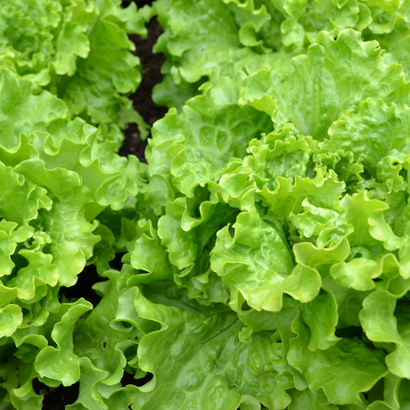 Lettuce
