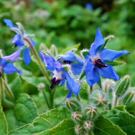 Borage