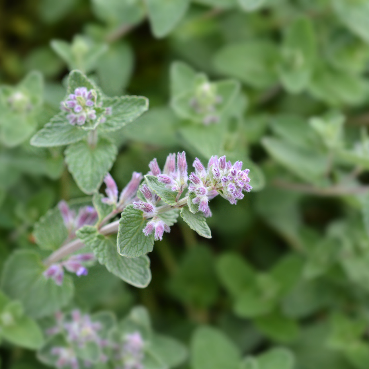 Catnip