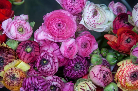 Bulbs & Corms