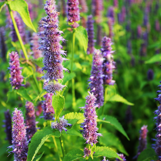 FREE Anise Hyssop Seeds