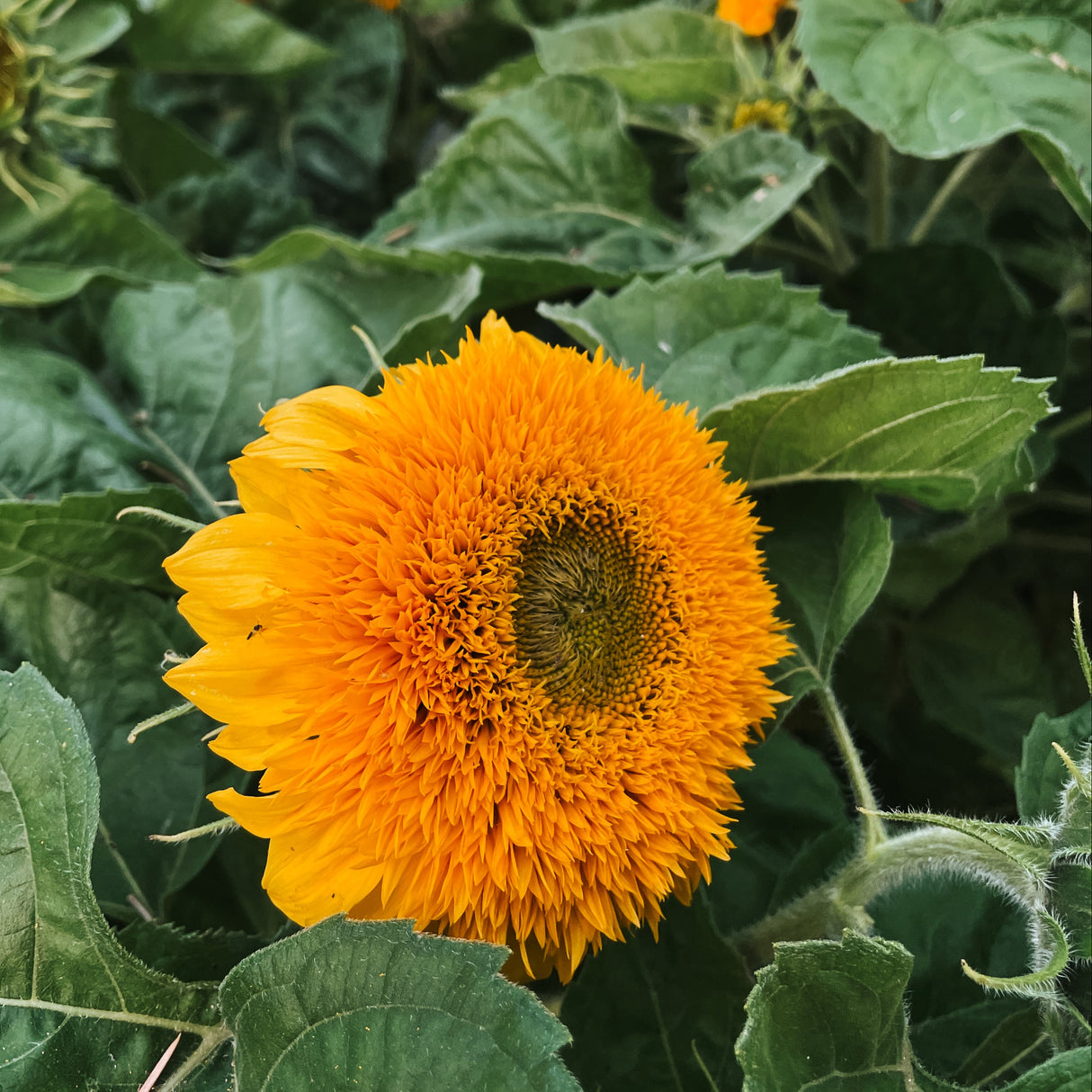 Sunflower Seeds - Dwarf Sungold