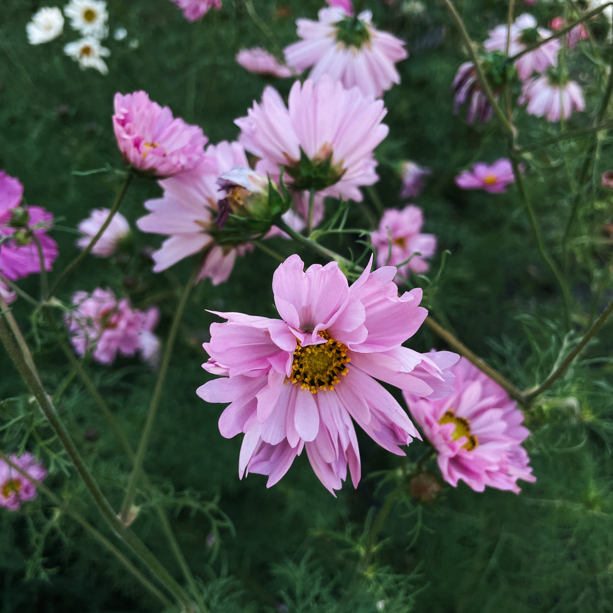 Cosmos Seeds - Double Click Rose