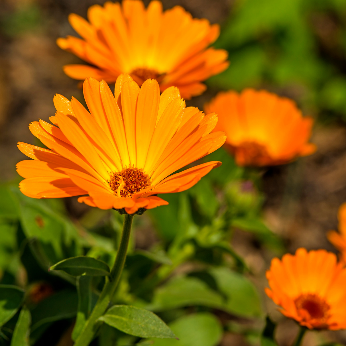 FREE - Calendula Seed Mix