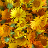 FREE - Calendula Seed Mix