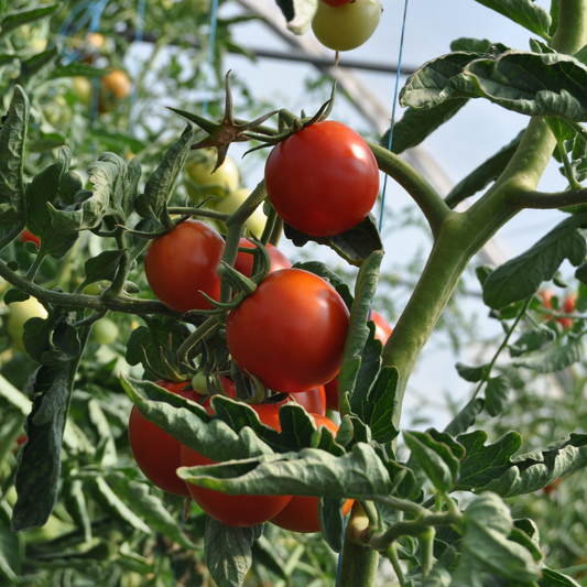 FREE Tomato Seeds