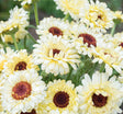 Calendula Snow Princess x 25 Seeds