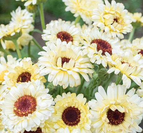 Calendula Snow Princess x 25 Seeds