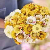 Zinnia Seeds - Peppermint Stick