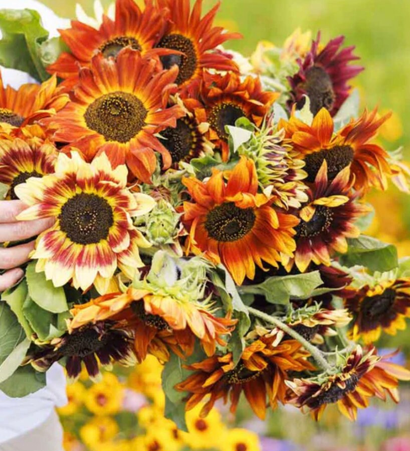 Sunflower Seeds - Autumn Beauty