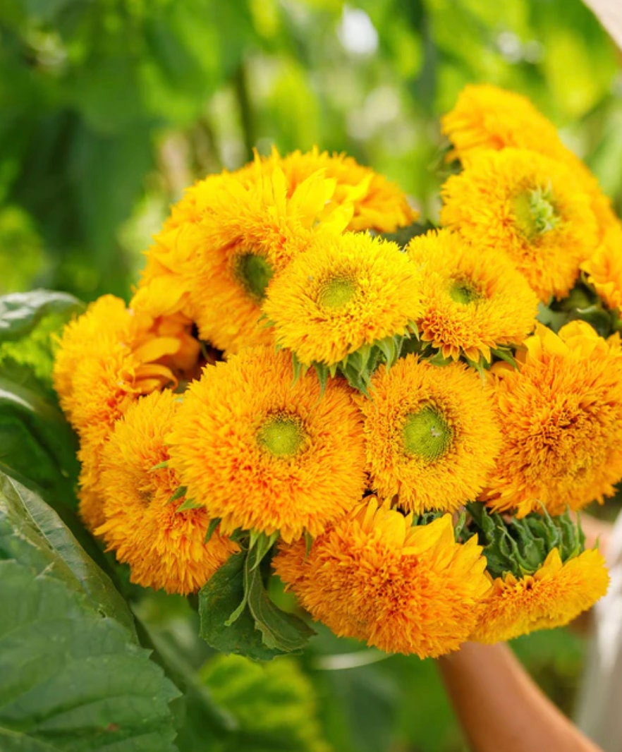 Sunflower Seeds - Dwarf Sungold