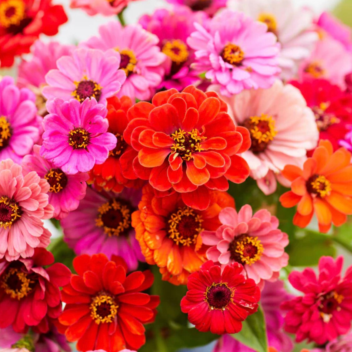 Zinnia Seeds - Dahlia Flowered