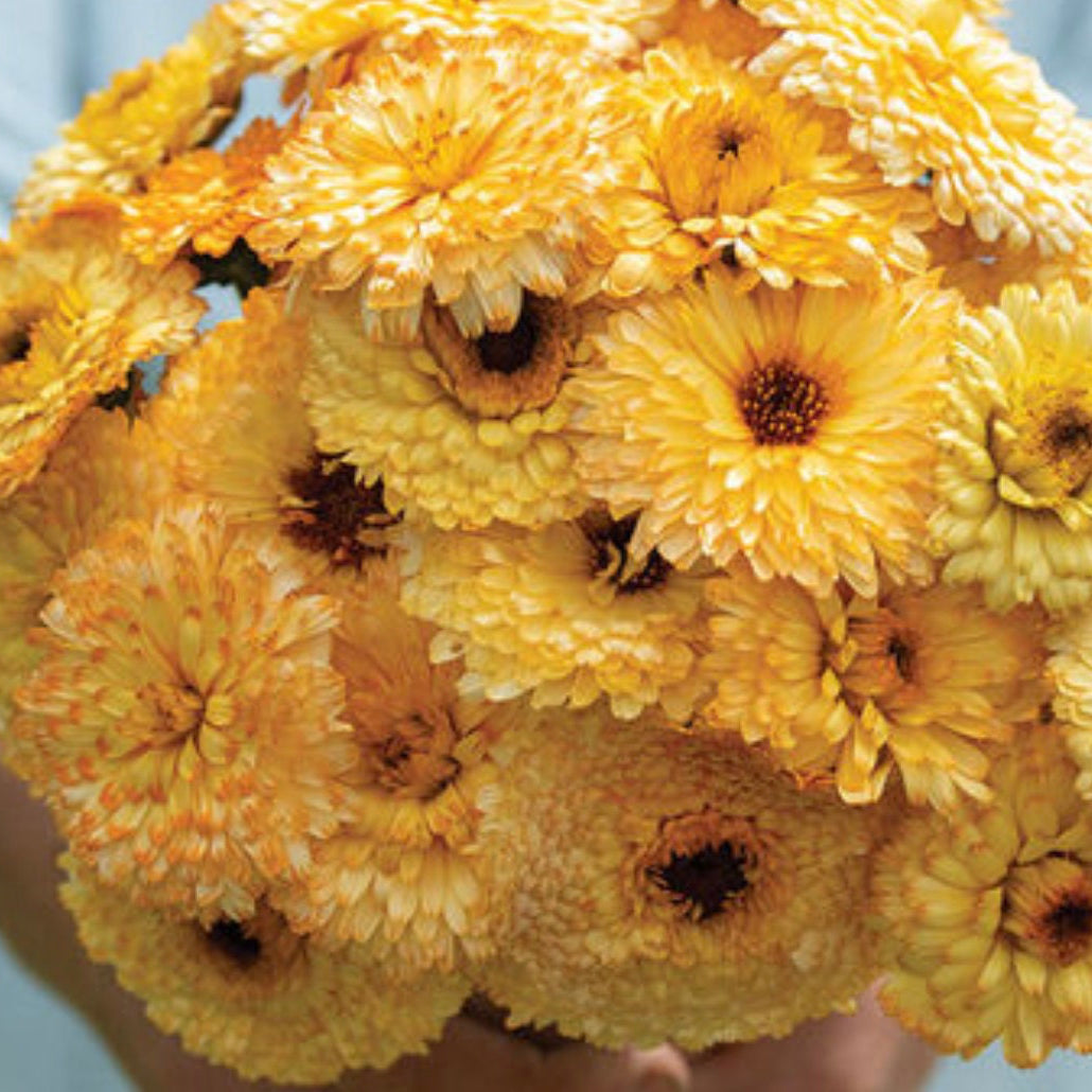 Calendula Seeds - Pacific Apricot