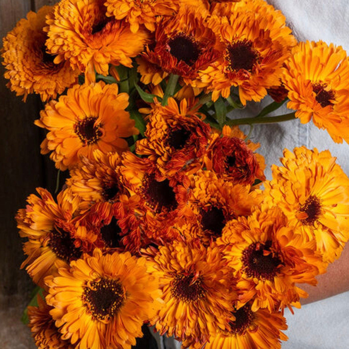 Calendula Seeds - Orange Button