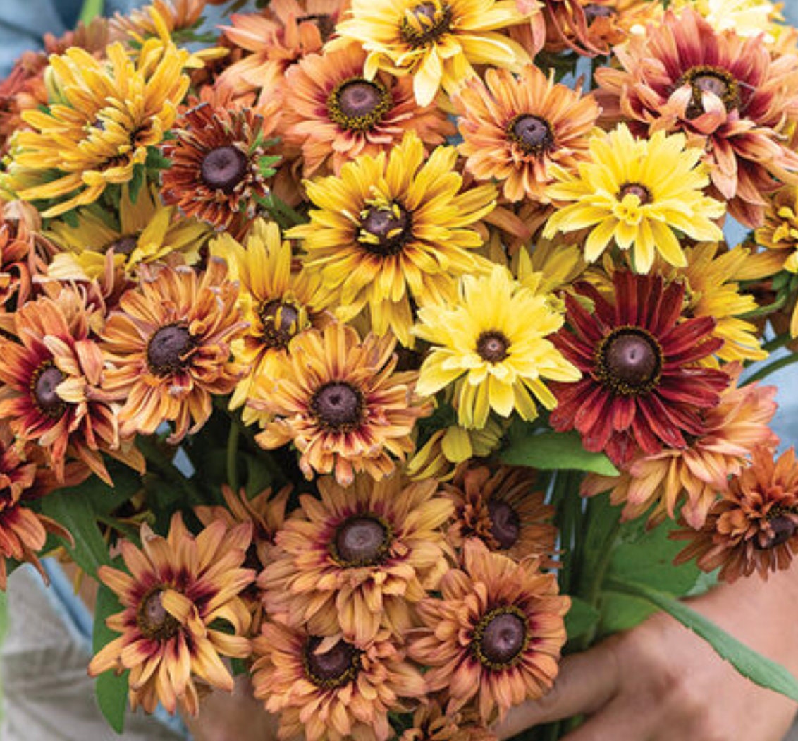 Rudbeckia Seeds - Sahara