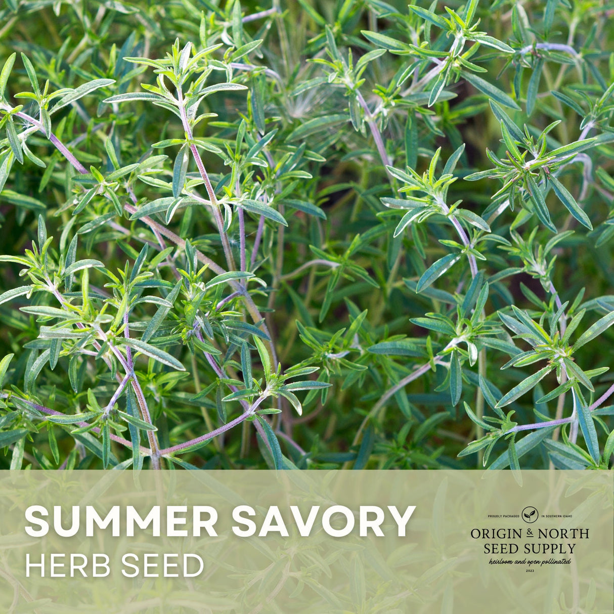 Summer Savory Seeds