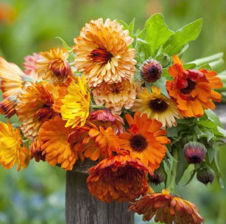 Calendula Sunset Mix x 25 Seeds