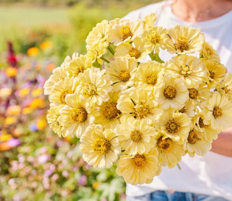 Zinnia Seeds - Isabellina