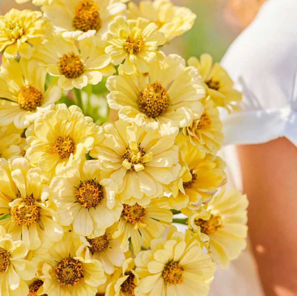 Zinnia Seeds - Isabellina