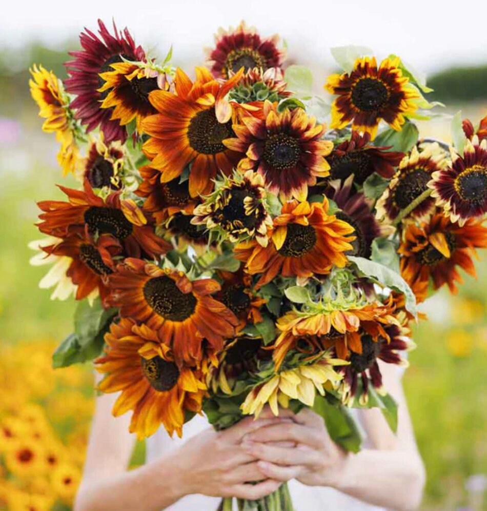 Sunflower Seeds - Autumn Beauty