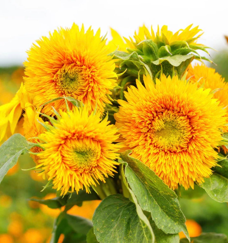 Sunflower Seeds - Dwarf Sungold