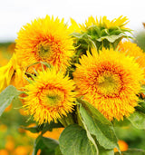 Sunflower Seeds - Dwarf Sungold
