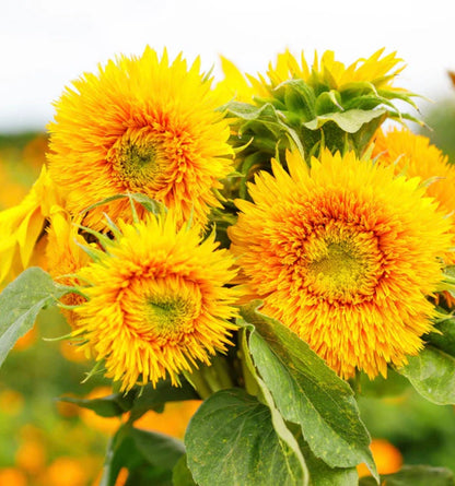 Sunflower Seeds - Dwarf Sungold