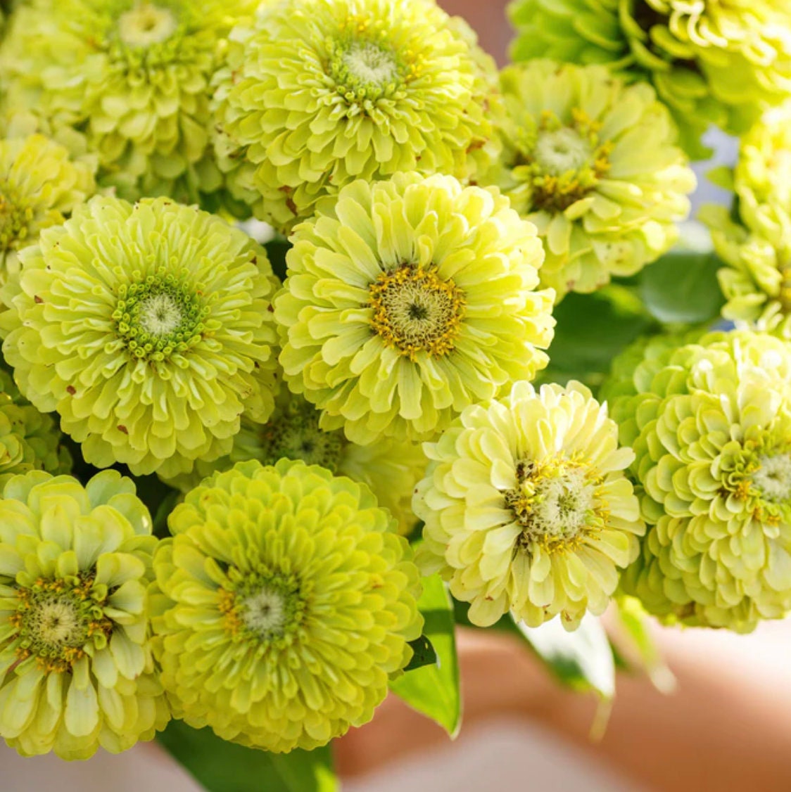 Zinnia Seeds - Envy