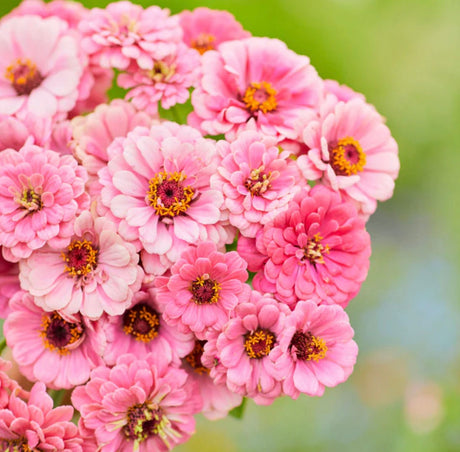 Zinnia Luminosa x 25 Seeds