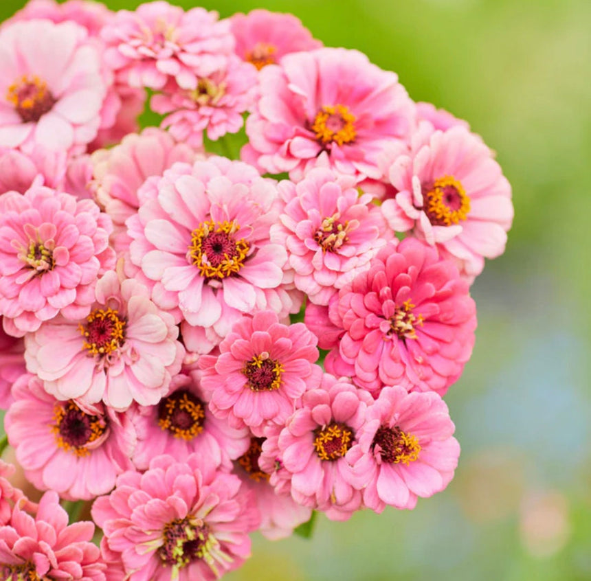 Zinnia Luminosa x 25 Seeds