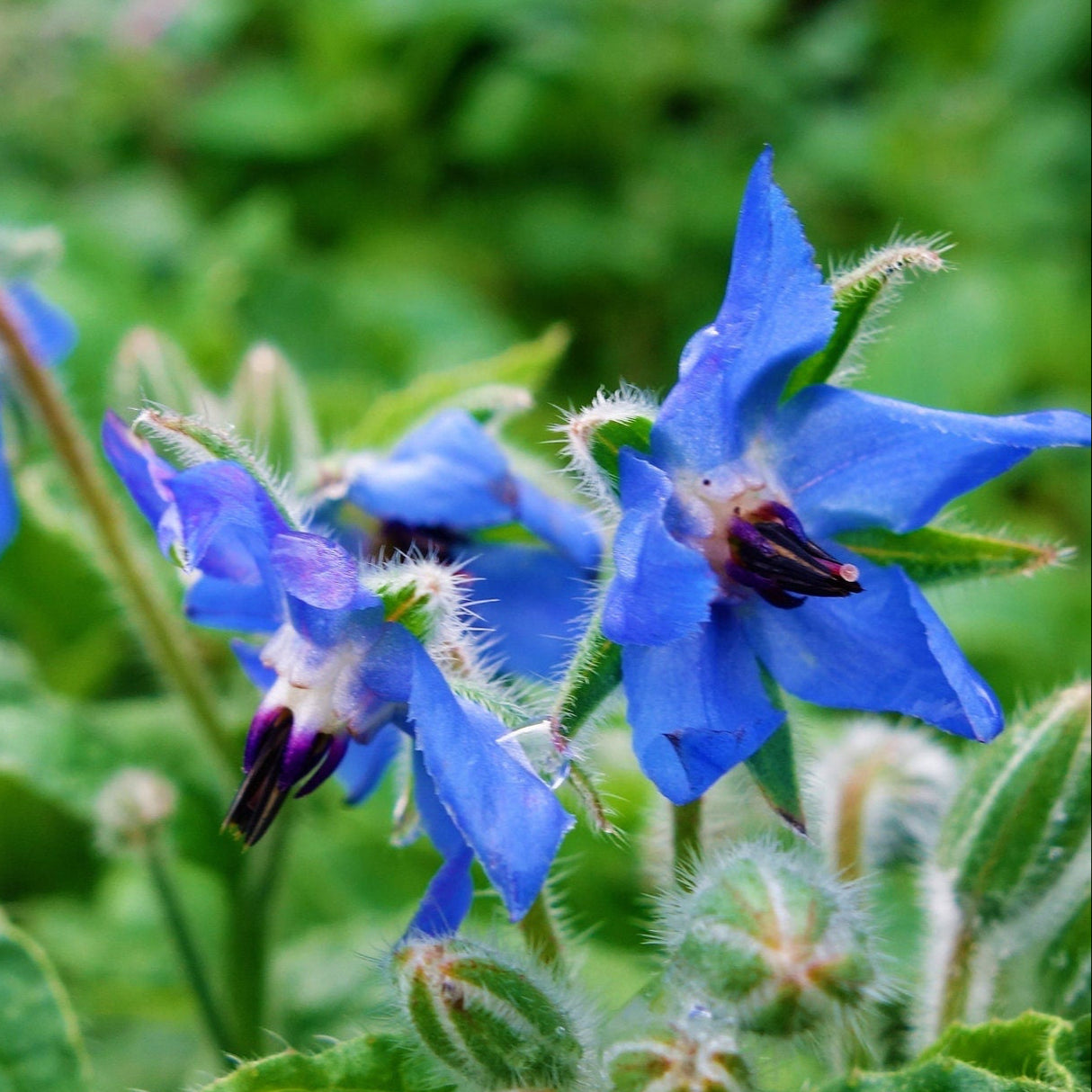 Borage Seeds - Blue