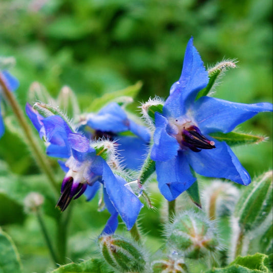 Borage Seeds - Blue