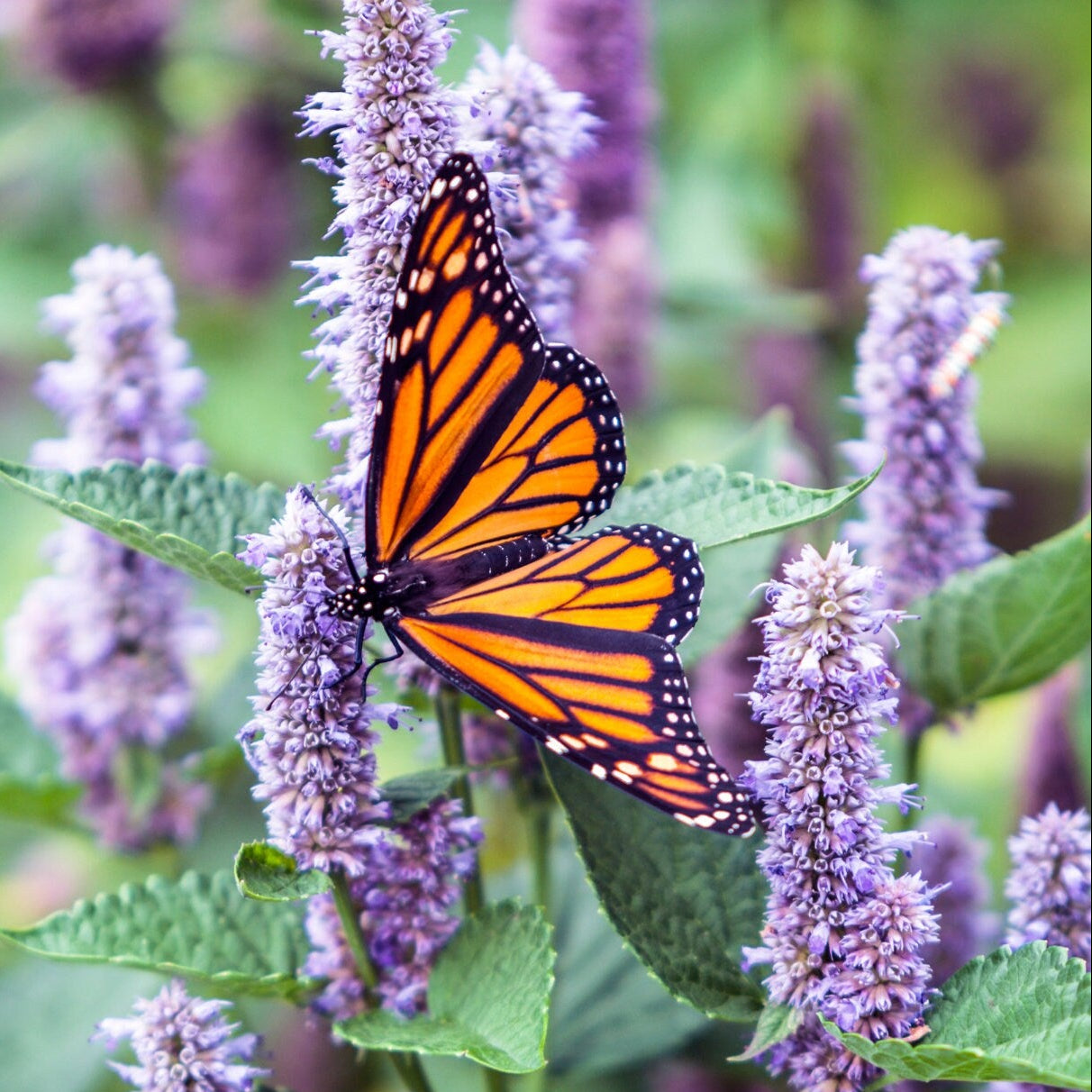 Anise Hyssop x 100 Seeds