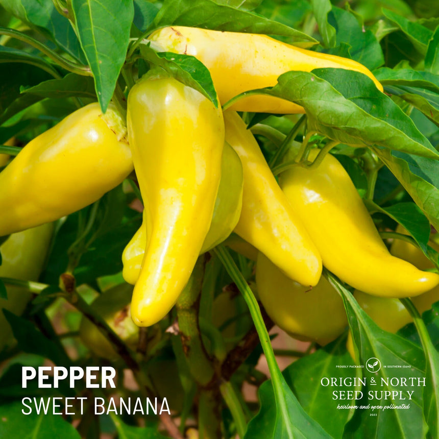 Pepper Sweet Banana x 25 Seeds