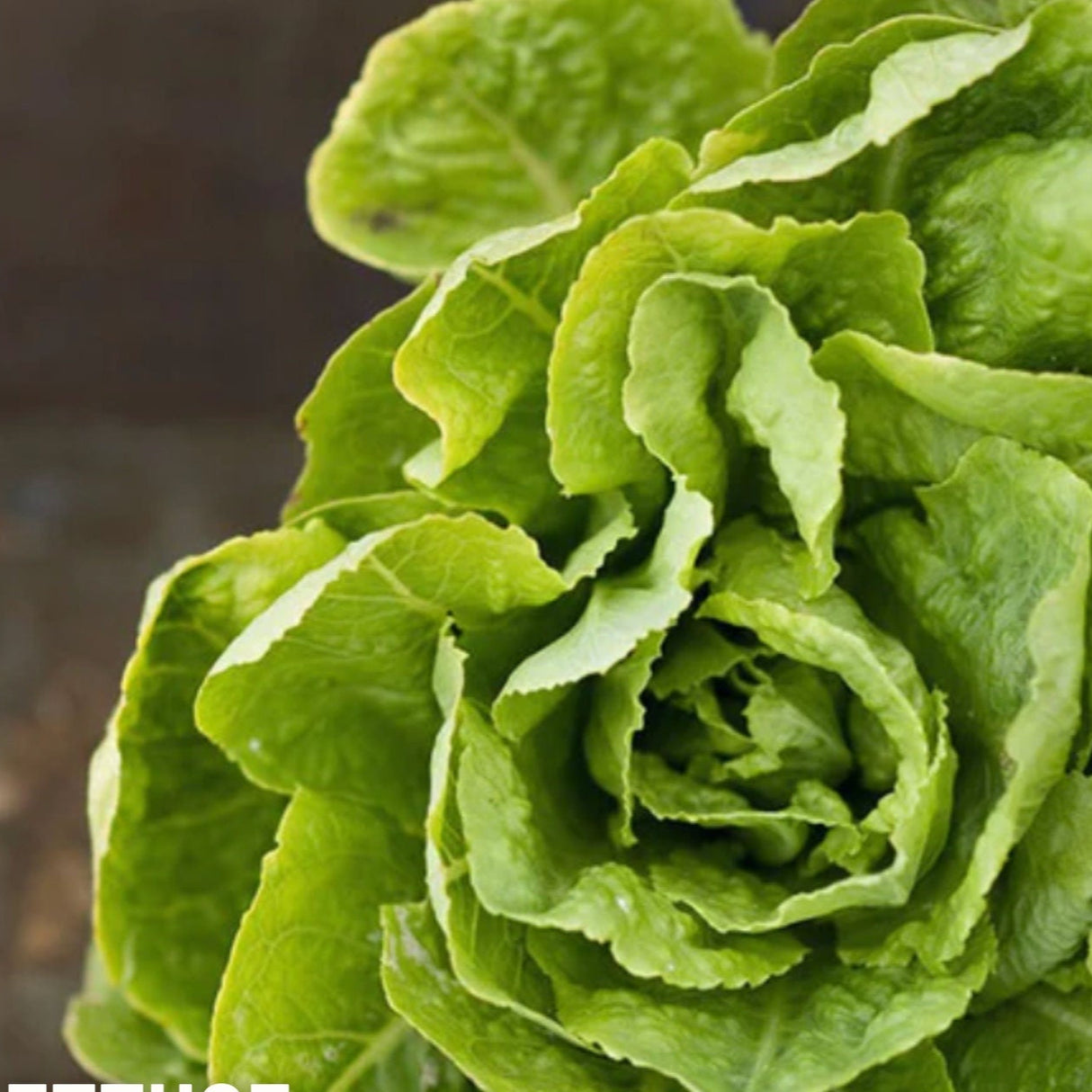 Lettuce Seeds - Buttercrunch