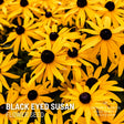Black Eyed Susan x 100 Seeds