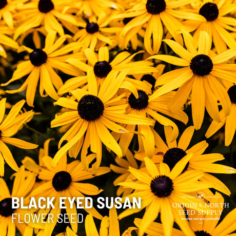 Black Eyed Susan x 100 Seeds